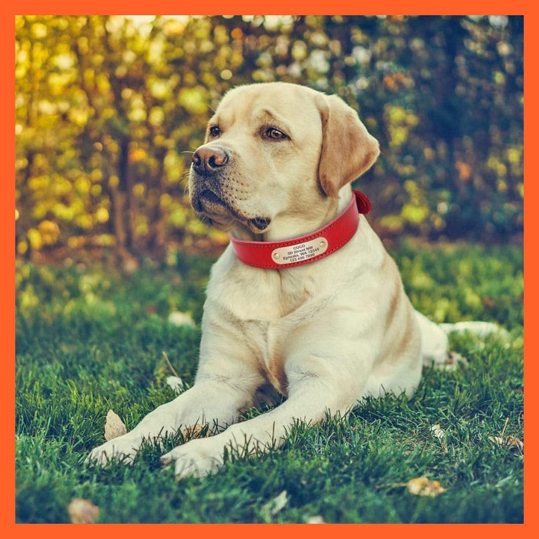 whatagift.com.au Animals & Pet Supplies Customized Leather Dog Collar | Engraved Pet Id Tag Collars
