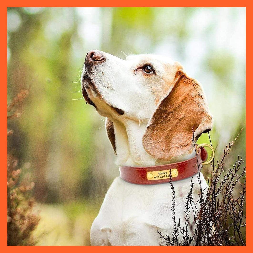 whatagift.com.au Animals & Pet Supplies Customized Leather Dog Collar | Engraved Pet Id Tag Collars