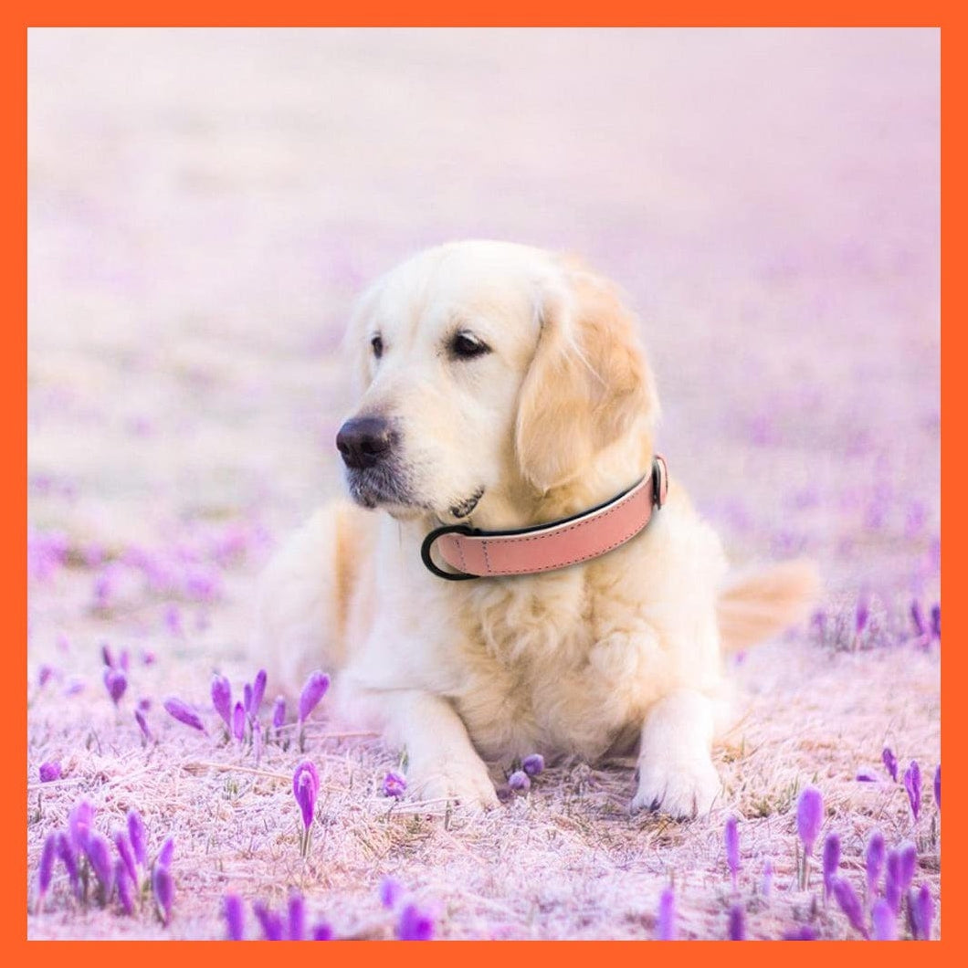 whatagift.com.au Animals & Pet Supplies Leather Padded Soft Beagle Collar | Big Dog Pitbull Bulldog Adjustable Collar | For Small Medium Large Dogs