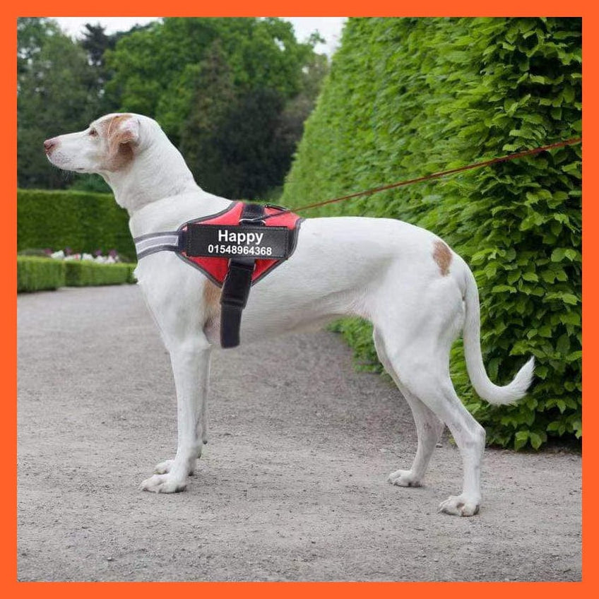 whatagift.com.au dog harness Personalised Custom Dog Harness | Dog Collar Name Safe Dog Harness