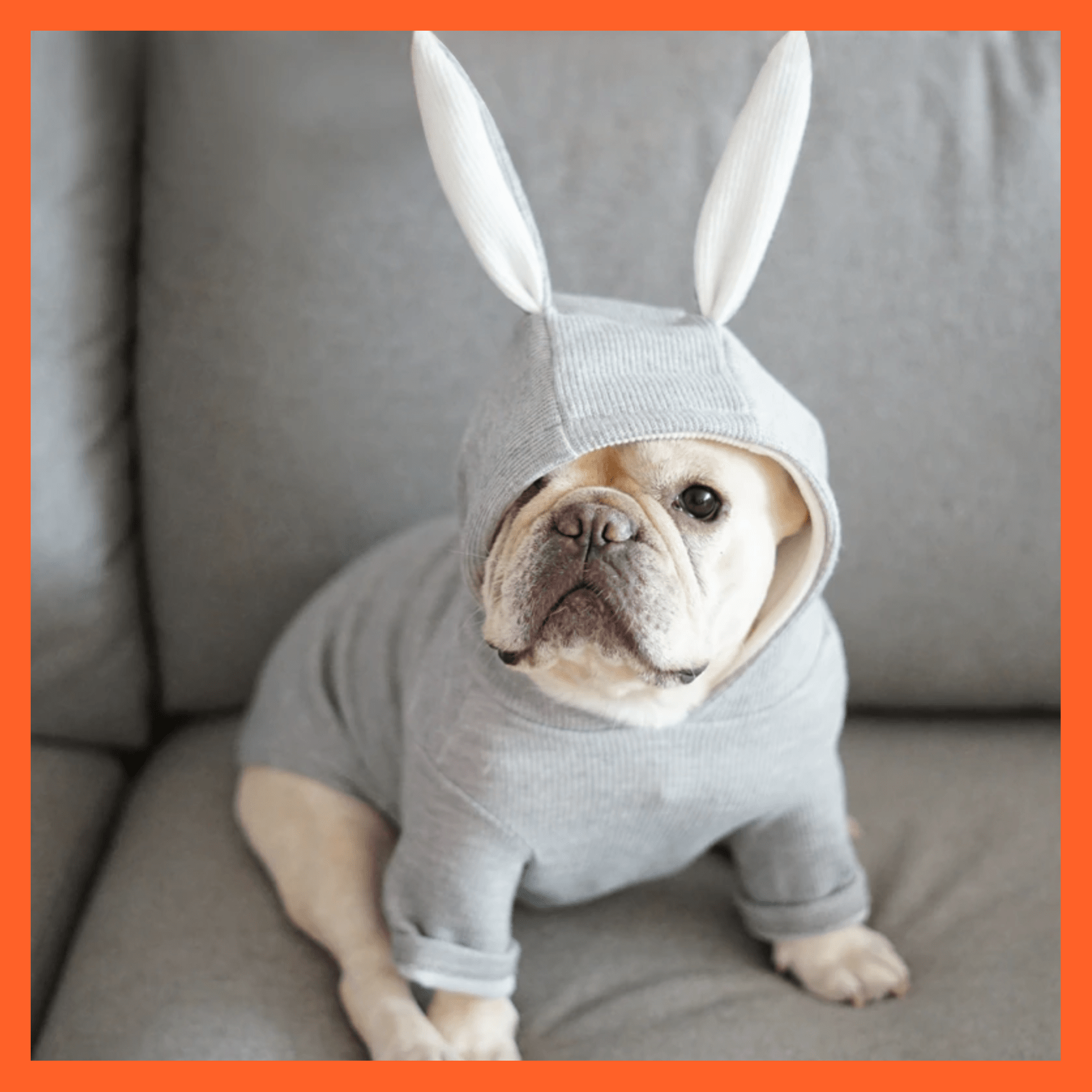 whatagift.com.au Pet Clothes Dog Pet Clothes Spring And Autumn Clothing